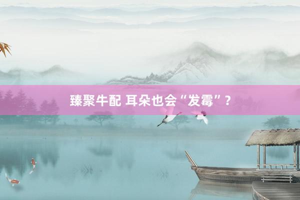 臻聚牛配 耳朵也会“发霉”？